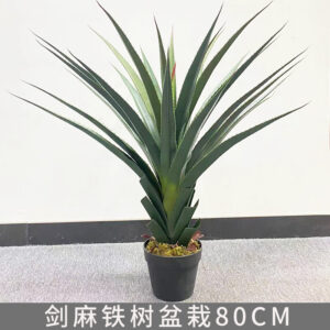 Sisal Cycad Potted Plant