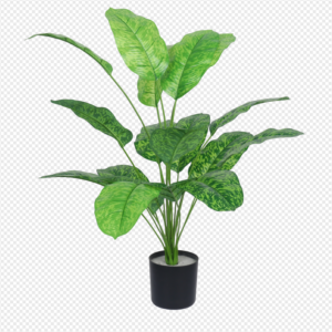 Variegated Traveler's Palm Potted Plant