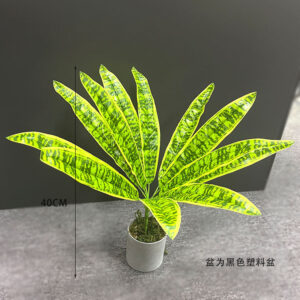 Yellow Variegated Snake Plant