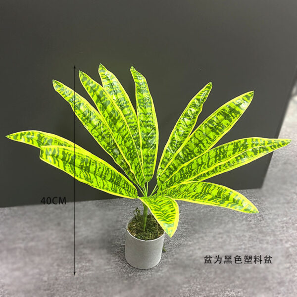 Yellow Variegated Snake Plant