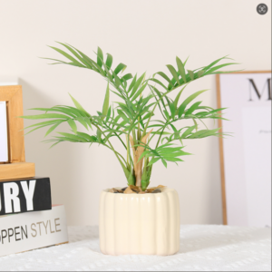 Small Bamboo Palm 30CM Potted Plant