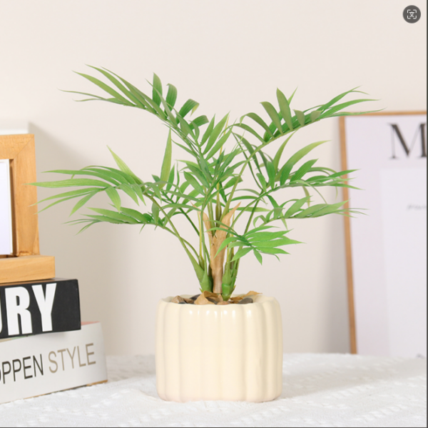 Small Bamboo Palm 30CM Potted Plant