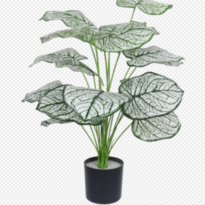 White Elephant Ear Potted Plant