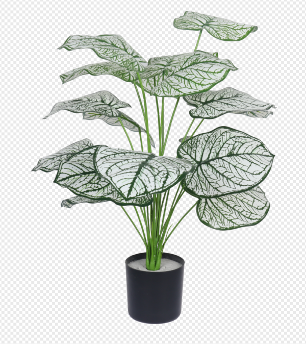 White Elephant Ear Potted Plant