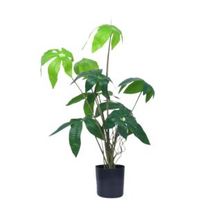 Small Money Tree Potted Plant