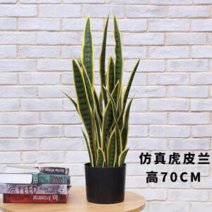 Snake Plant