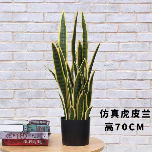 Snake Plant