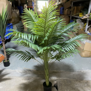 Guifei Palm
