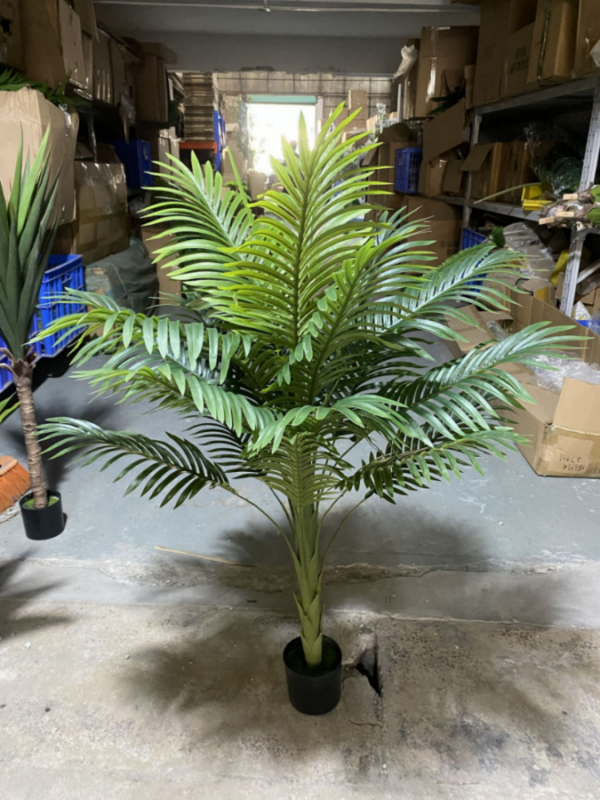 Guifei Palm