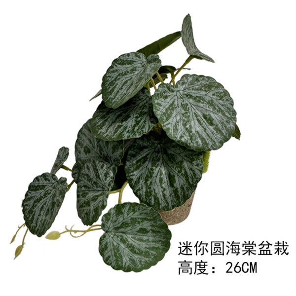 Mini Round Begonia Potted Plant