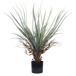 Fine-Leaf Miscanthus (Medium)