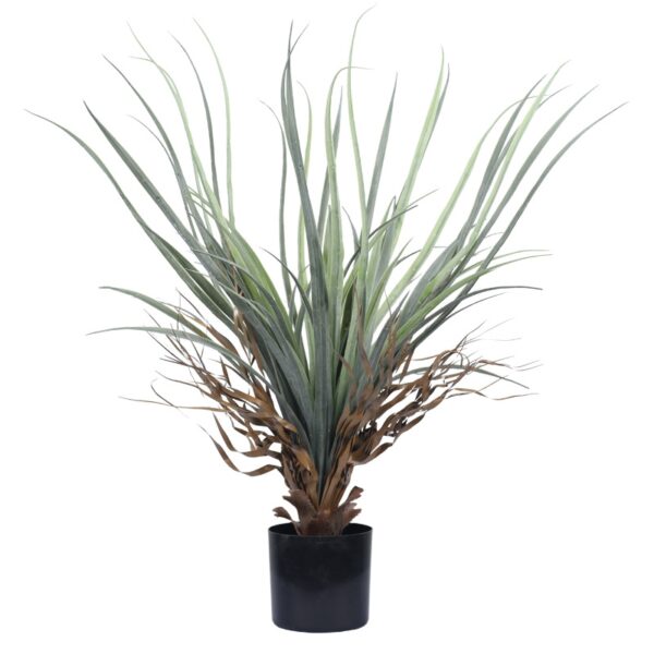 Fine-Leaf Miscanthus (Medium)