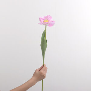 Large-Flower Tulip (Pink)
