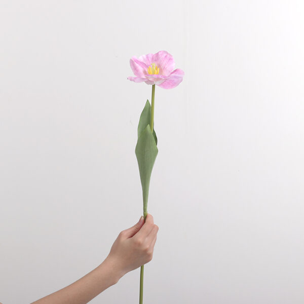 Large-Flower Tulip (Pink)
