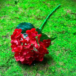 Small Western Hydrangea (Red)