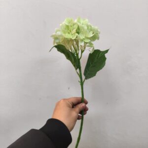 Small Western Hydrangea (Fresh Green)