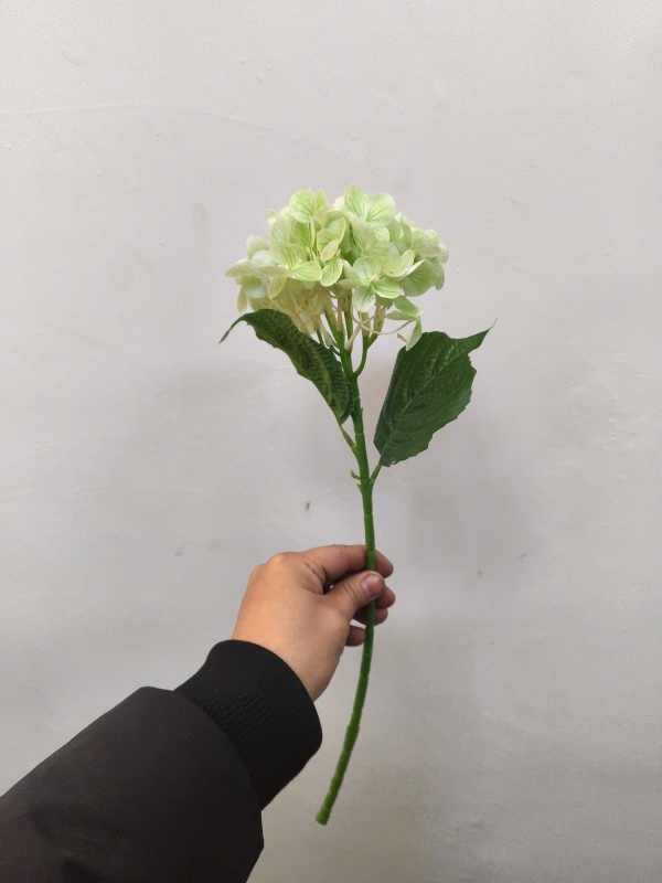Small Western Hydrangea (Fresh Green)