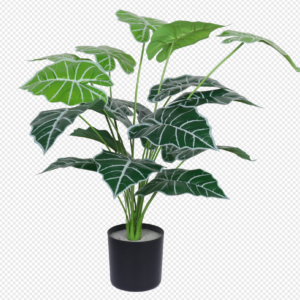 White-Striped Taro Potted Plant
