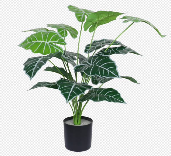 White-Striped Taro Potted Plant