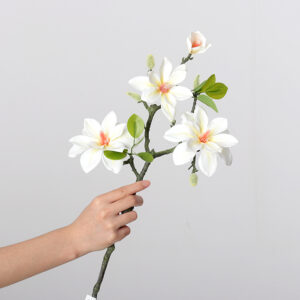 West Lake Magnolia (Milky White)