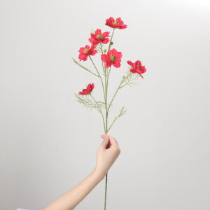 Love-in-a-Mist (Red)