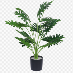 Philodendron Potted Plant