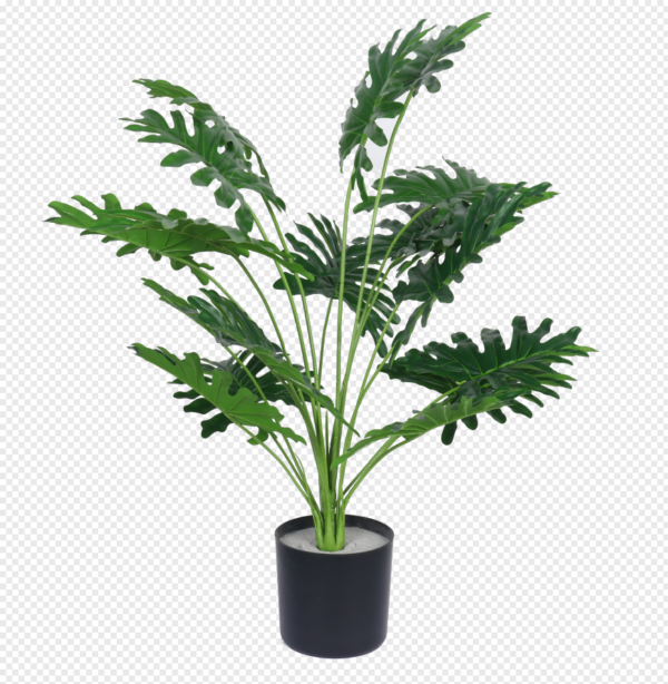 Philodendron Potted Plant