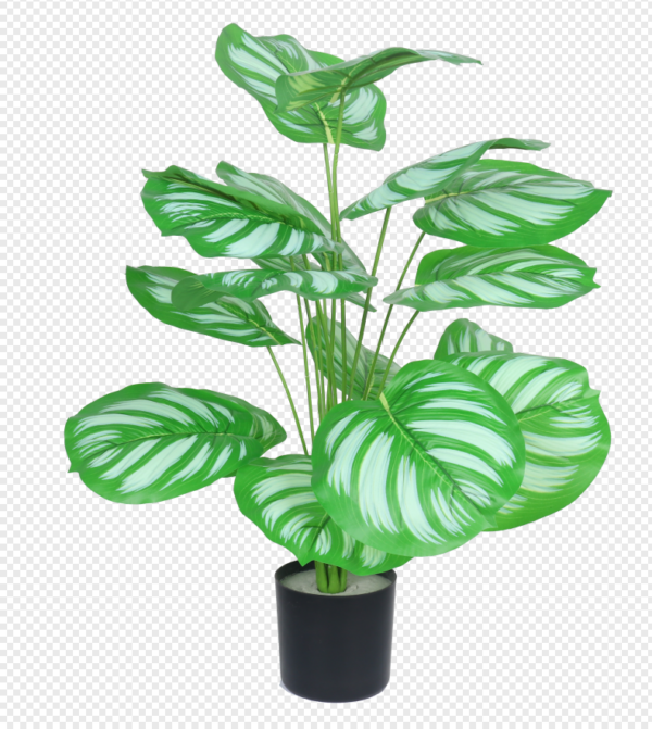 Apple Leaf Potted Plant
(Large)