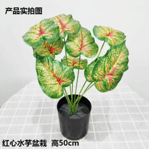Red-Centered Taro Potted Plant