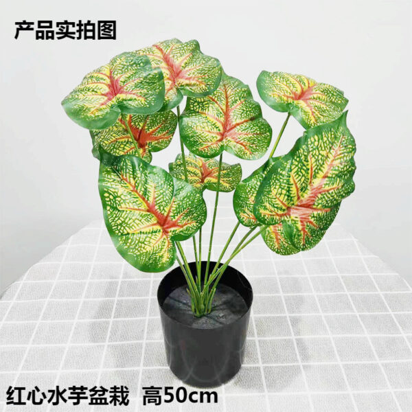 Red-Centered Taro Potted Plant