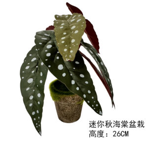 Mini Begonia Potted Plant