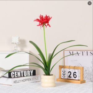 Red Spider Lily Potted Plant, 9 Leaves