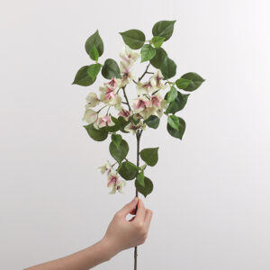 Single-Branch Bougainvillea (Champagne)