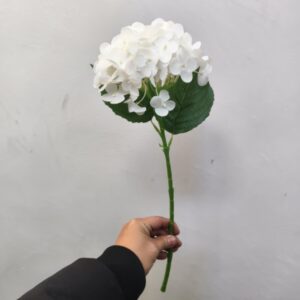 Small Western Hydrangea (White)