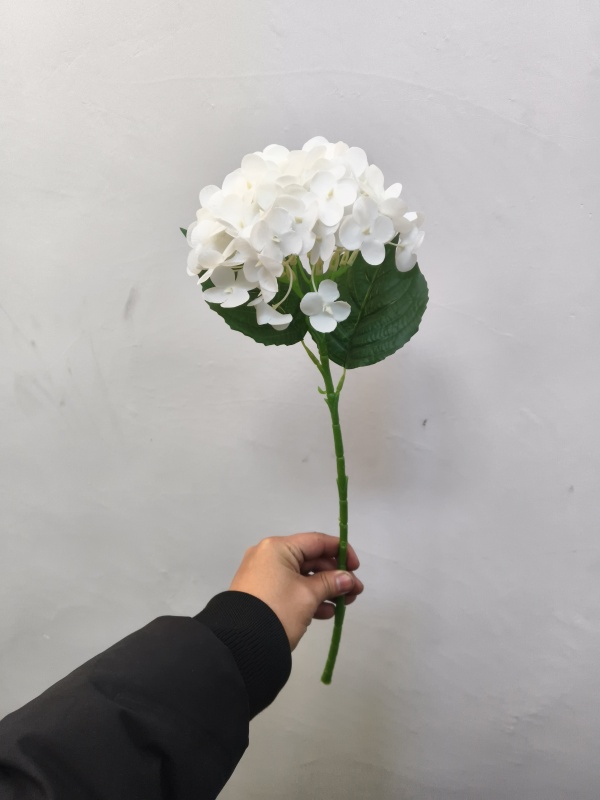 Small Western Hydrangea (White)